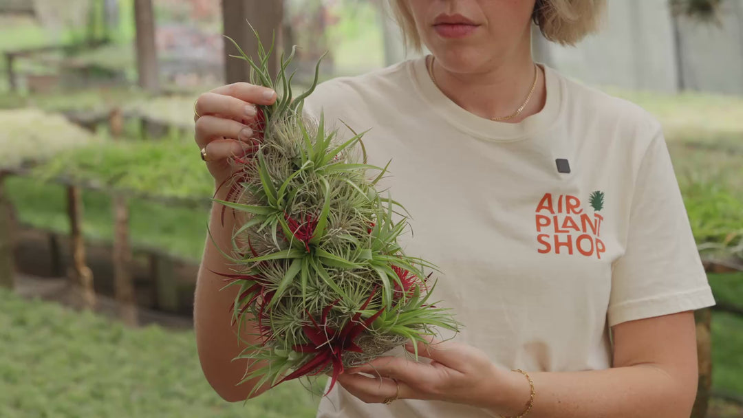 BULK DISCOUNT PRE-ORDER: 12 Inch Tall Handmade Air Plant Christmas Tree with 50 Living Tillandsias [Min Order 3]