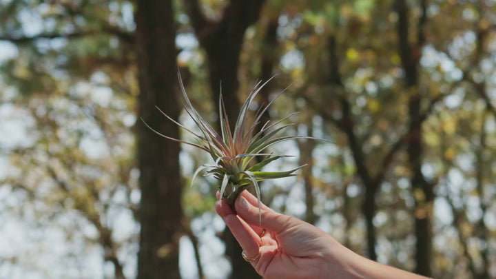 Tillandsia stricta air plant video montage