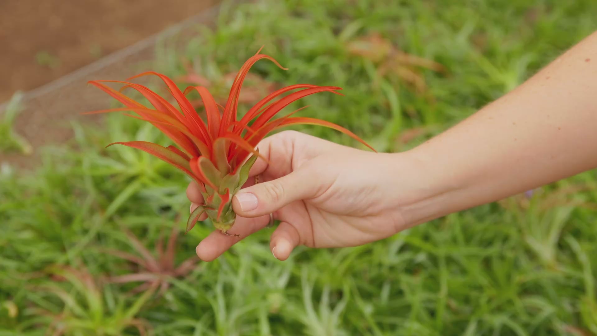 Tillandsia Red Abdita Air Plants – Air Plant Shop