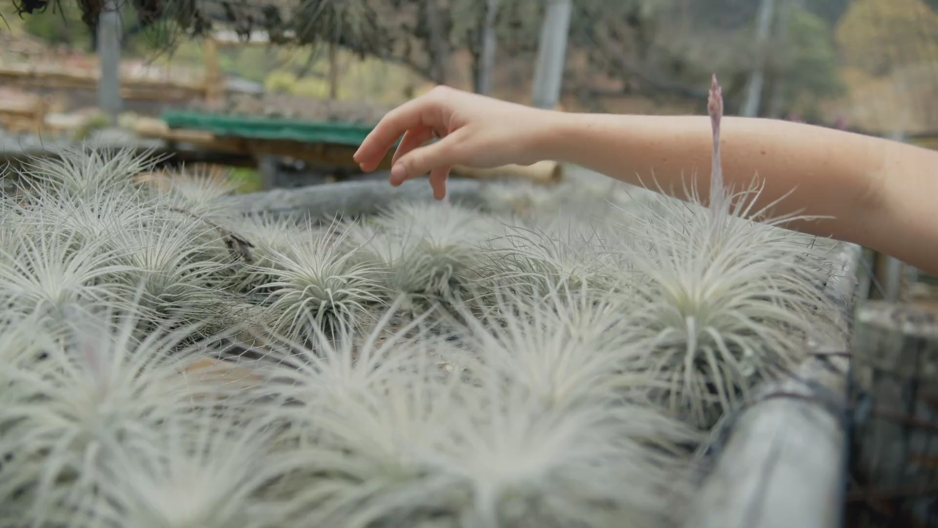 Tillandsia Tectorum Ecuador Air Plants - Multiple SIzes – Air