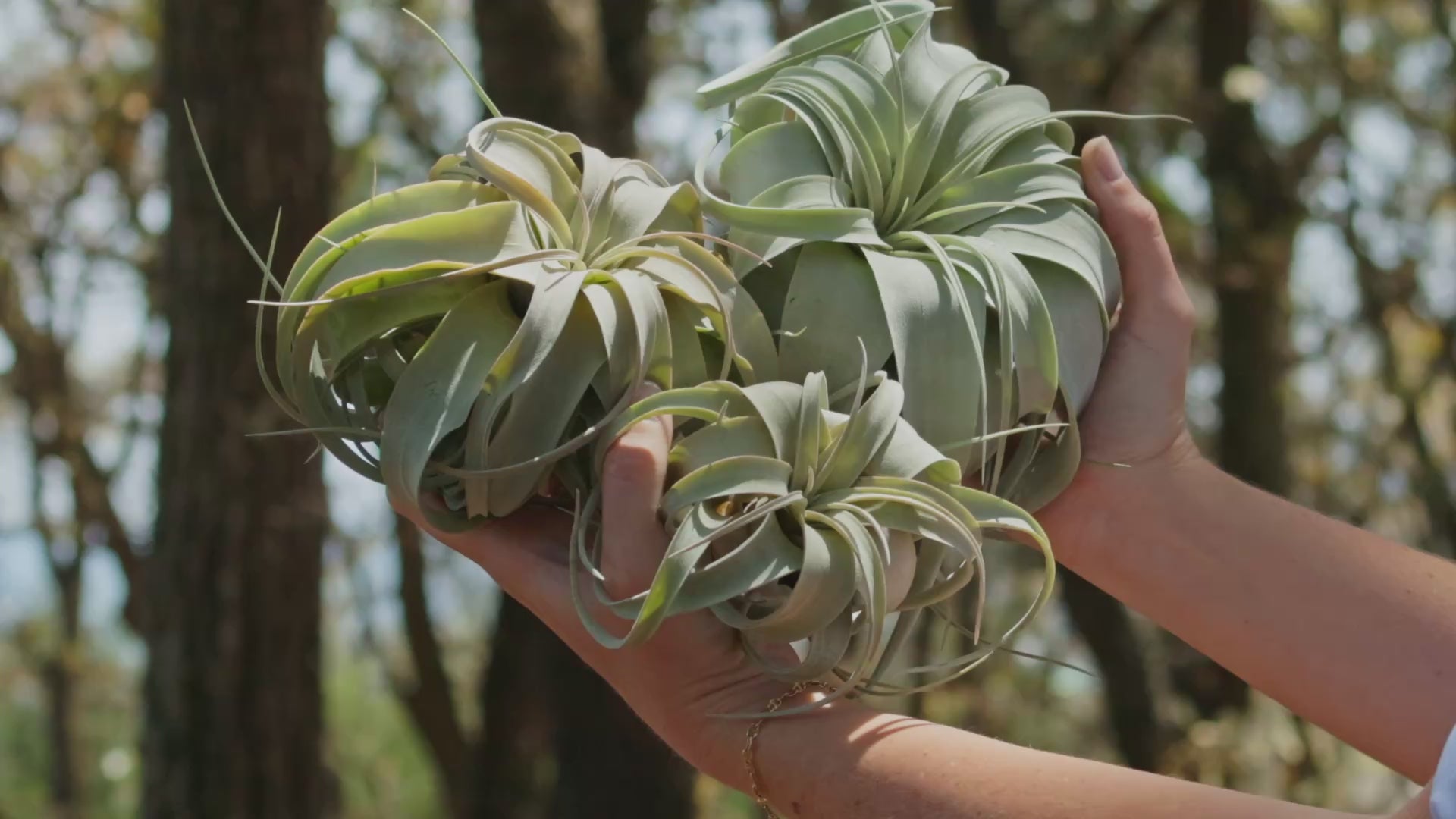 Wholesale Special Medium Tillandsia Xerographica Air Plants – Air