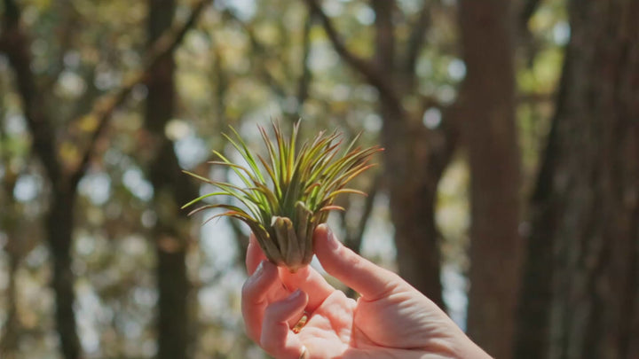 Tillandisa Ionantha Huamelula - Collector's Variety Tillandsia [Single Plant]
