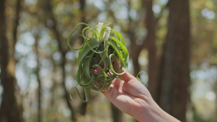 Tillandsia Streptophylla Pure Air Plants - Collector's Variety [Single Plant]