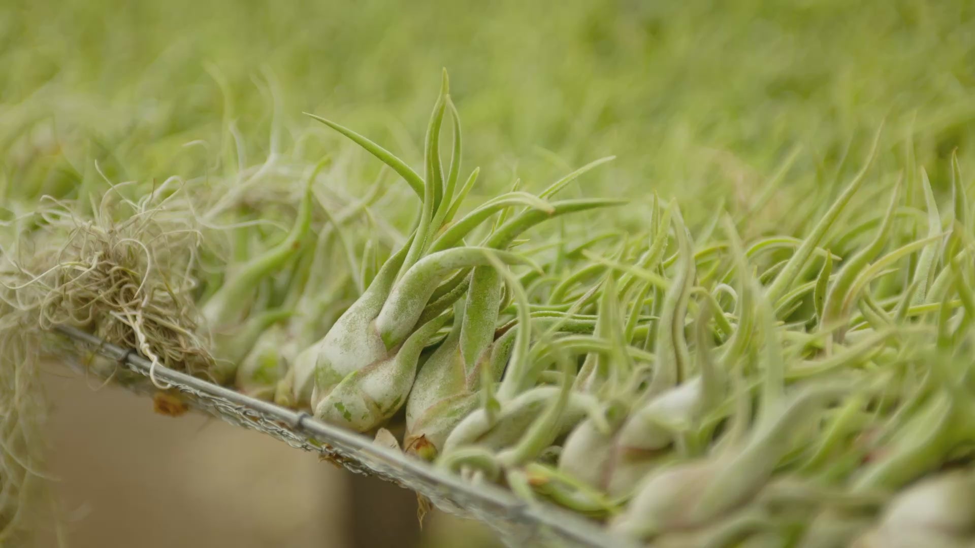 Wholesale Tillandsia Caput Medusae Air Plants – Air Plant Shop