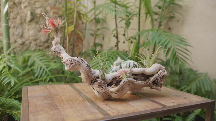 grapewood with tillandsia air plants silent loop
