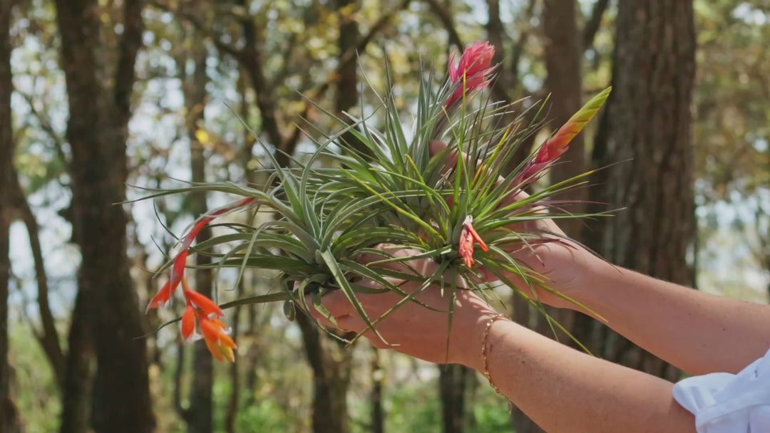 Tillandsia Roland Gosselini Air Plant