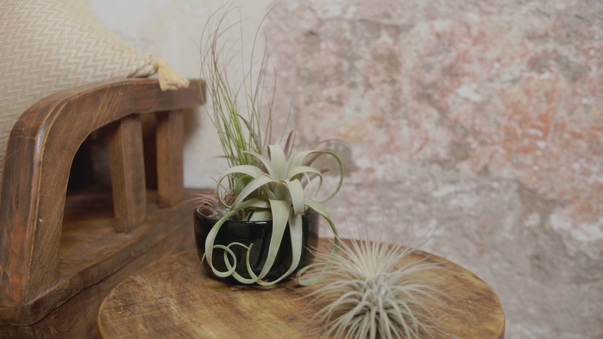 Tillandsia Air Plants Garden in Black Glazed Terracotta Dish