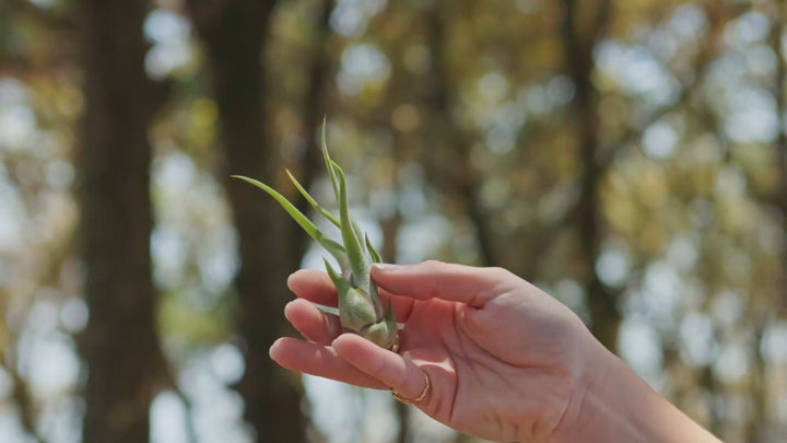 $1.50 Black Friday Deal: Tillandsia Caput Medusae Air Plants $1.50 Each [10, 20 or 50 Pack]