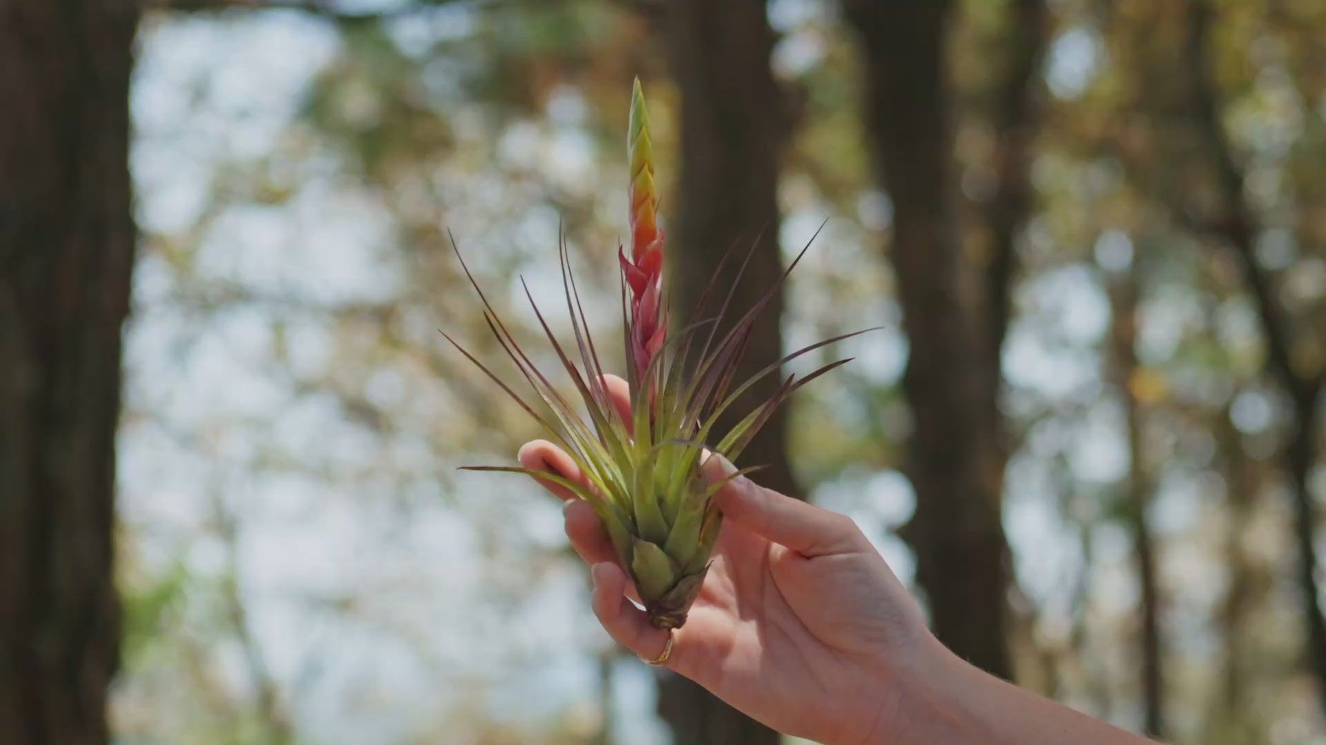 ブロメリア・エアープランツ Tillandsia fasciculata alba from Domingo Tillandsia Fasciculata Air Plants - Sale 40% Off – Air Plant Shop