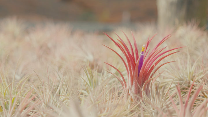 Tillandsia Funckiana Air Plants [Single Plant]