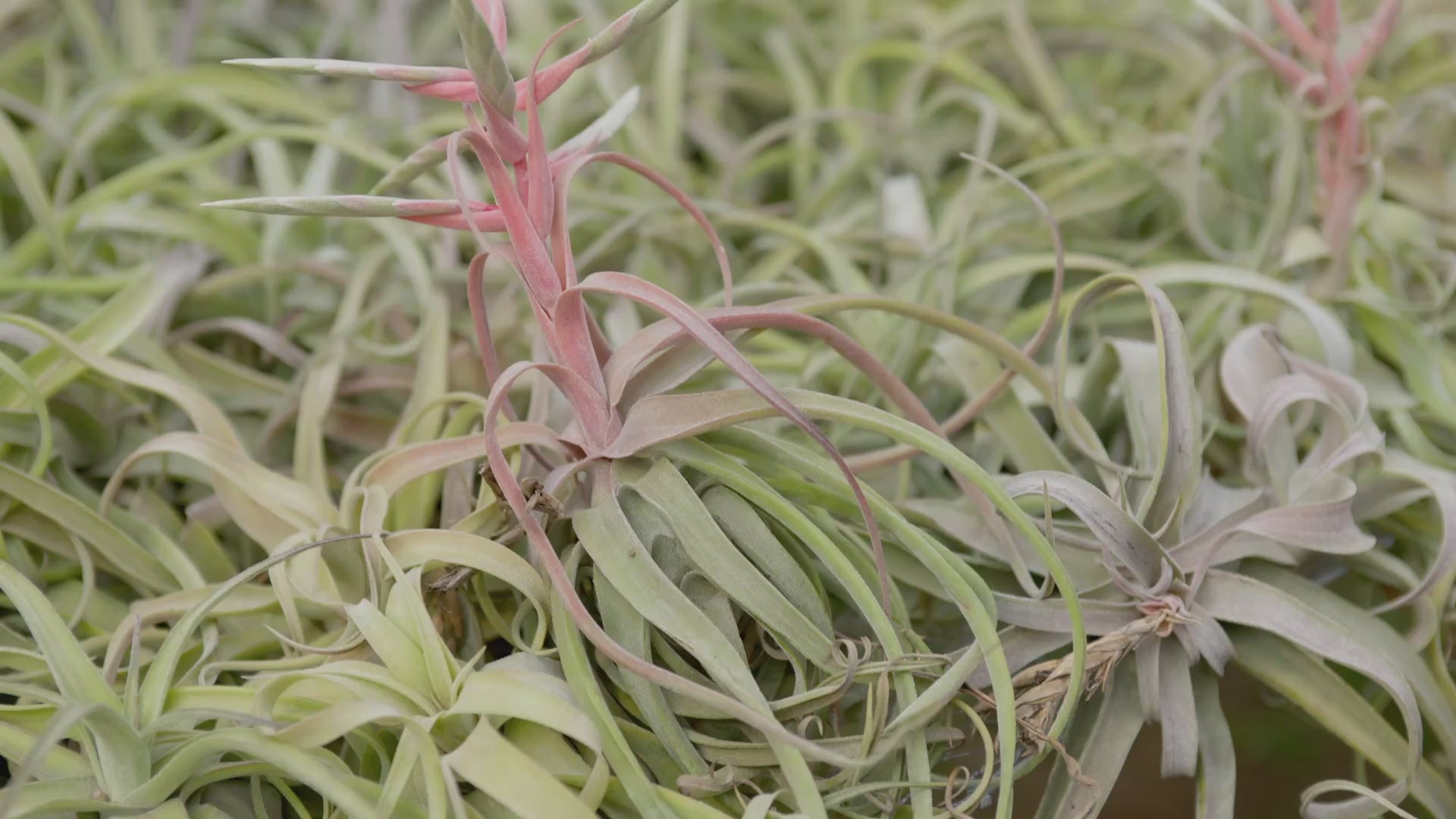 Jumbo Tillandsia Streptophylla Air Plants - Rare Size [Limited Quantities]