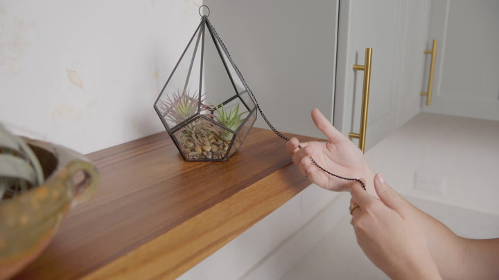 tillandsia air plant terrarium video loop
