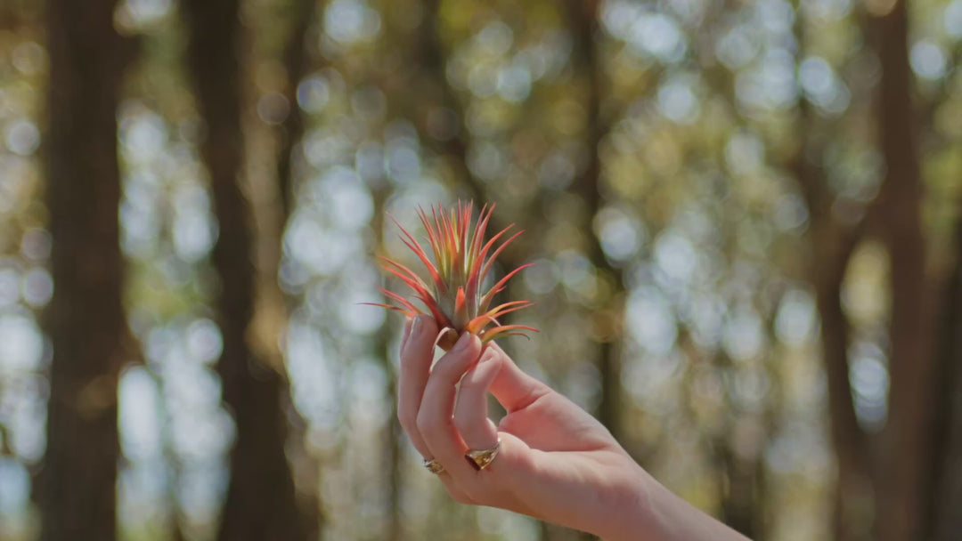 Sale: 55% Off - Tillandsia Ionantha Rubra Air Plants [20, 30 or 50 Pack]