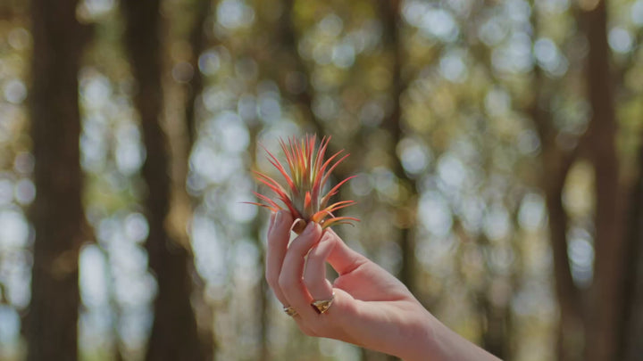 Sale: 55% Off - Tillandsia Ionantha Rubra Air Plants [20, 30 or 50 Pack]