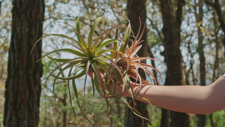 Wholesale: Large Tillandsia Capitata Peach Air Plants / 5-6 Inches Tall [Min Order 12]
