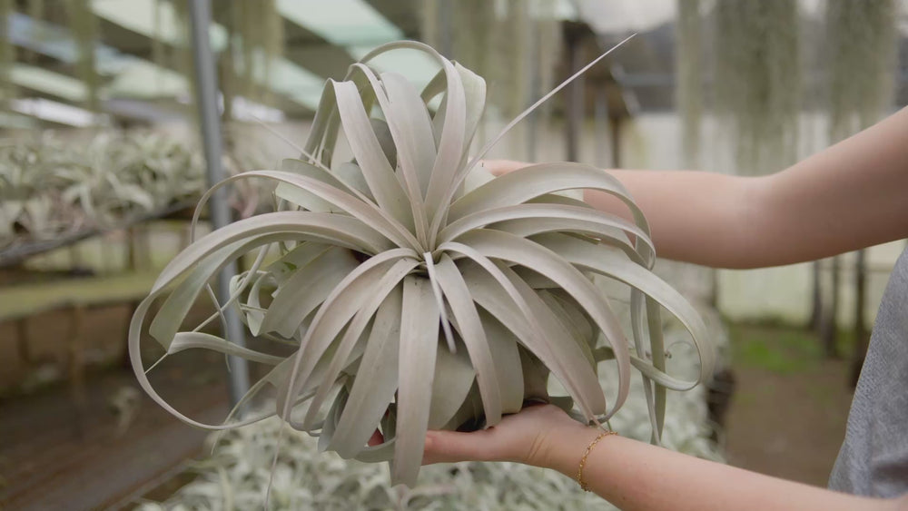 tillandsia xerographica air plant video montage