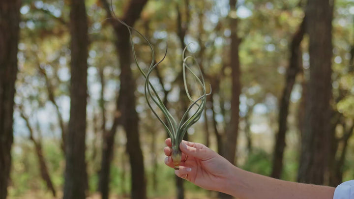 Tillandsia Butzii Air Plants [Single Plant]