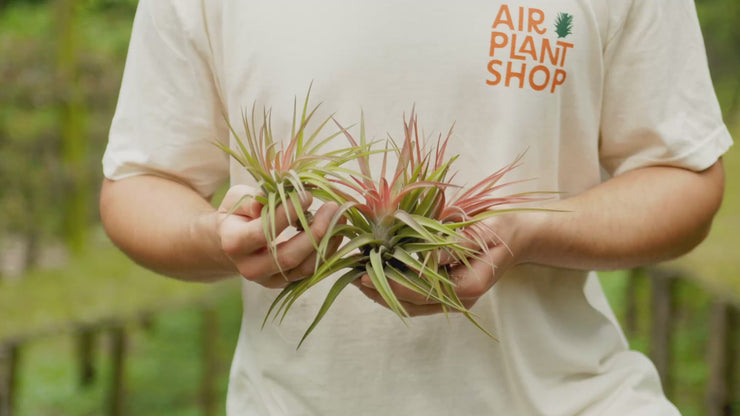 velutina air plant care Tillandsia Velutina Air Plants – Air Plant Shop