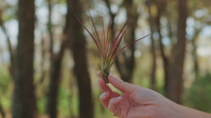 Tillandsia Melanocrater Tricolor Air Plants / 4-6 Inches Tall [1, 3 or 5 Pack]