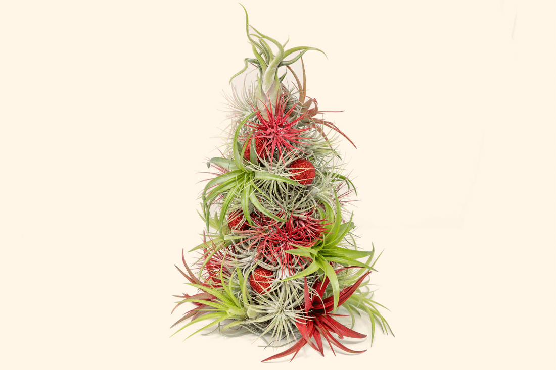 Air Plant Displays & Gifts