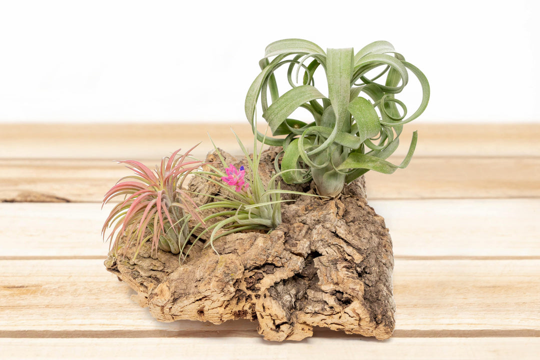 Medium Tabletop Cork Bark Display with 3 Tillandsia Air Plants