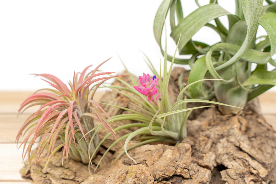 Medium Tabletop Cork Bark Display with 3 Tillandsia Air Plants