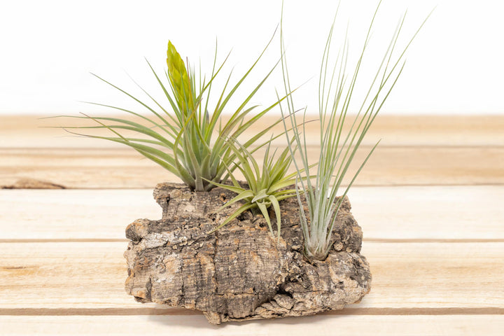 Wholesale: Medium Tabletop Cork Bark Display with 3 Tillandsia Air Plants [Min Order 12]