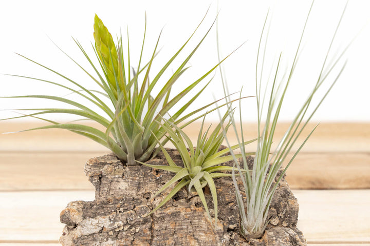 Wholesale: Medium Tabletop Cork Bark Display with 3 Tillandsia Air Plants [Min Order 12]