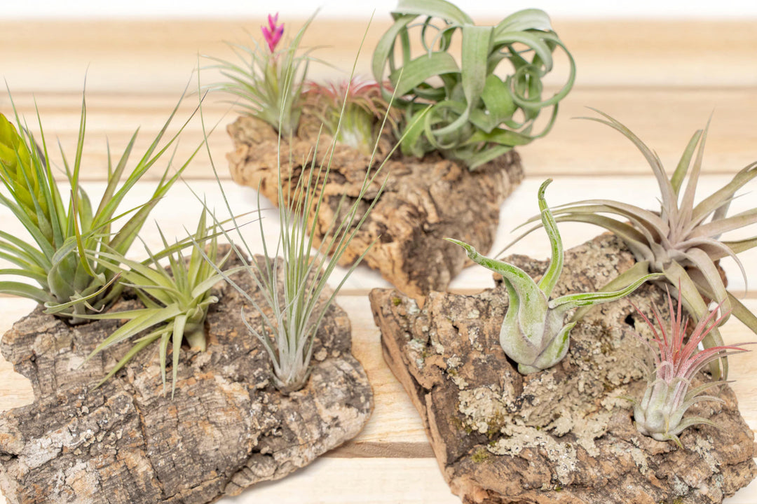 Medium Tabletop Cork Bark Display with 3 Tillandsia Air Plants