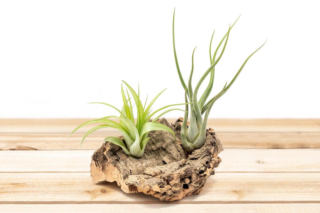 mini day of the dead air plant Small Tabletop Cork Bark Display with 2 Tillandsia Air Plants