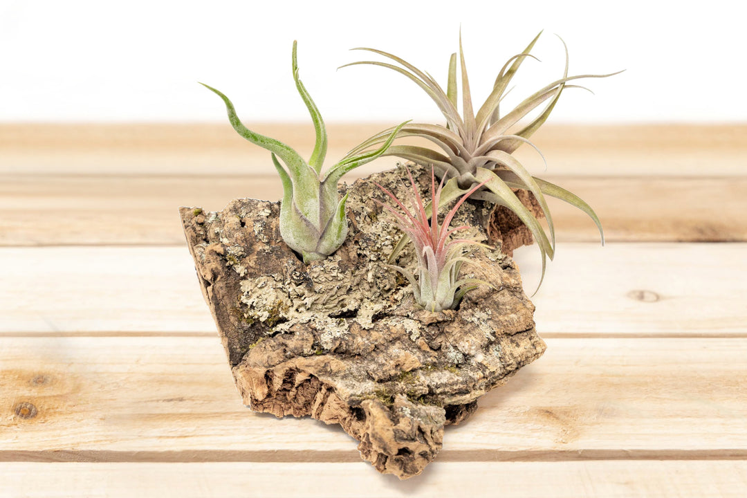 Medium Tabletop Cork Bark Display with 3 Tillandsia Air Plants