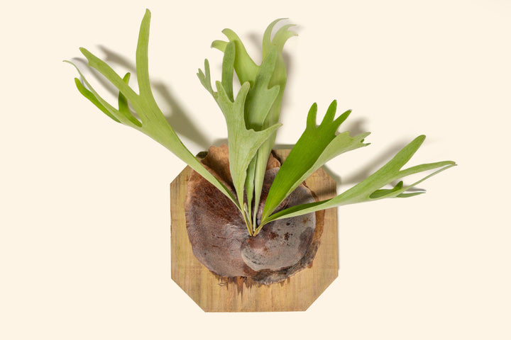 Staghorn Fern Mounted on Natural Cedar Plank