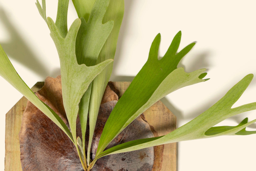 staghorn fern air plant Air Plant Shop Staghorn Fern Mounted on a Cedar Plank - Wholesale and Bulk - Live Platycerium bifurcatum