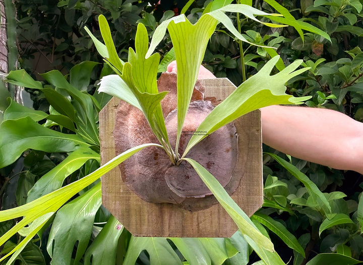 Staghorn Fern Mounted on Natural Cedar Plank