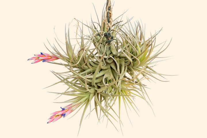 air plant pups for sale Rare Tillandsia Tenuifolia Air Plant Clumps - Online
