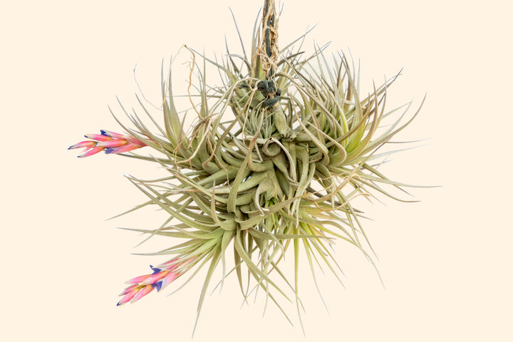 Wholesale: Tillandsia Tenuifolia Air Plant Clumps [Min Order 12]