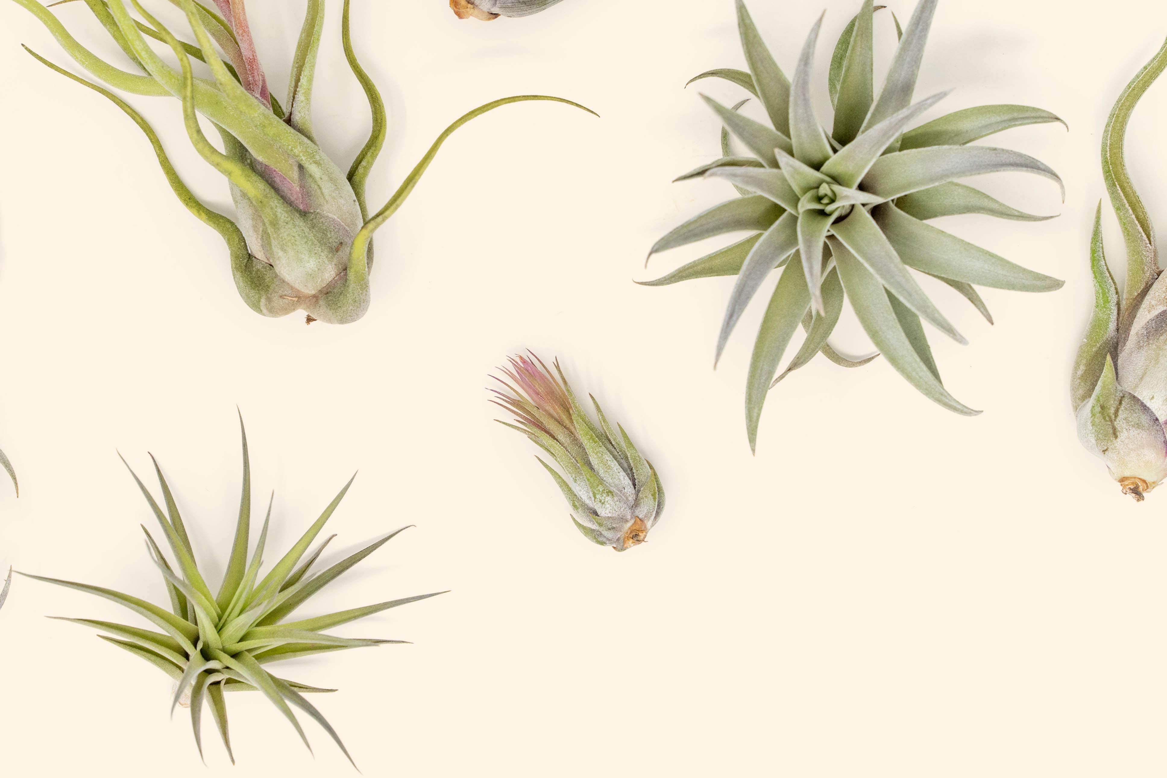 Beginner Friendly Collection of Tillandsia Air Plants - Thumbnail 2