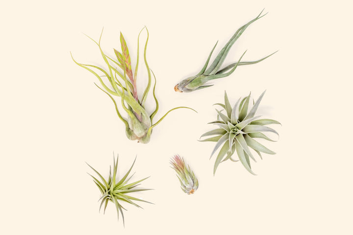Tillandsia Air Plant Beginner Friendly Collection Variety Pack