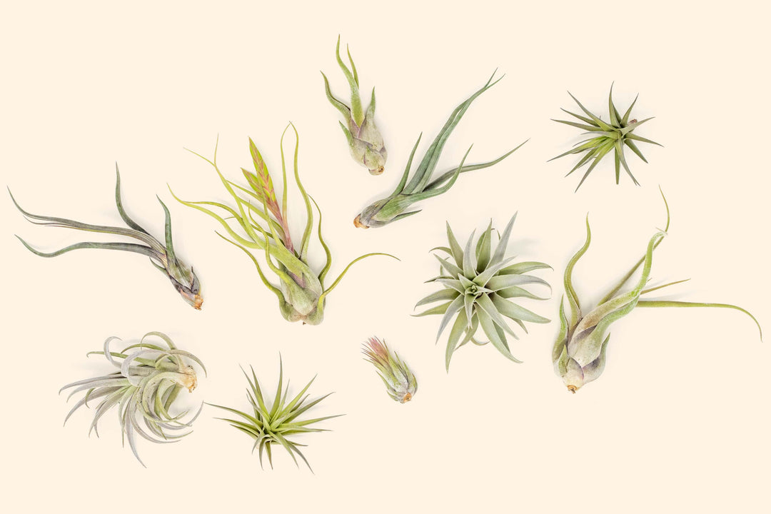 Tillandsia Air Plant Beginner Friendly Collection Variety Pack