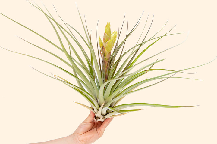 tillandsia fasiciculata tropiflora air plant bloom