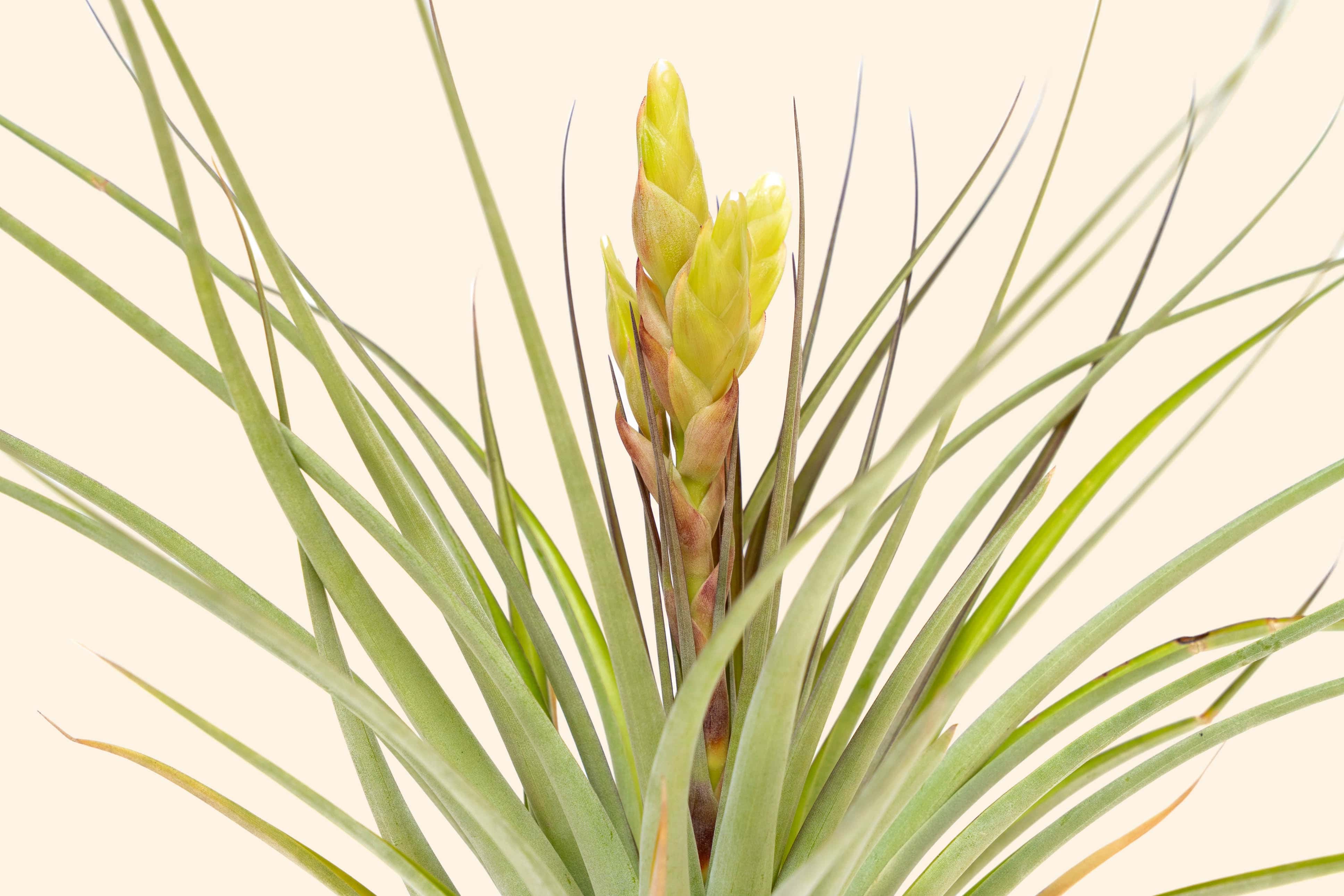 Tillandsia Fasciculata 'Tropiflora' Air Plant - Thumbnail 2