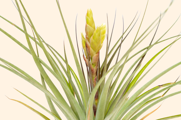 tillandsia fasciculata tropiflora air plant bloom