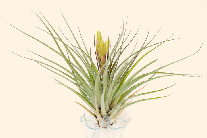 tillandsia fasciculata tropiflora air plant bloom in vase