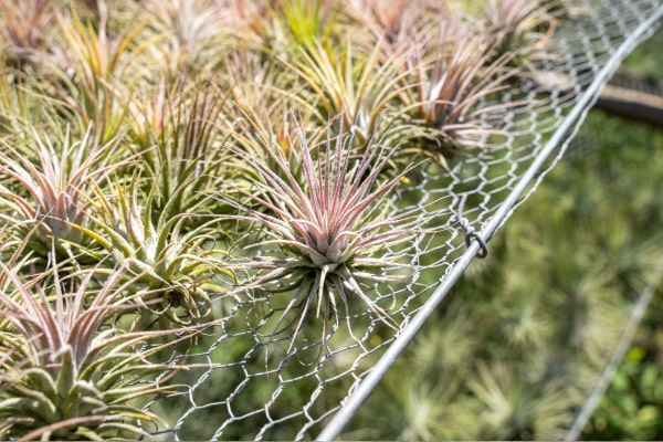 Tillandsia Ionantha Guatemala Air Plants [Single Plant]