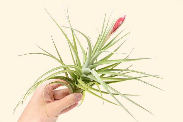 Tillandsia Leonimiana Air Plant Bloom
