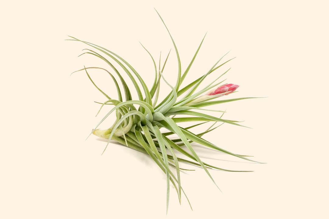 Tillandsia Leonimiana Air Plant Bloom