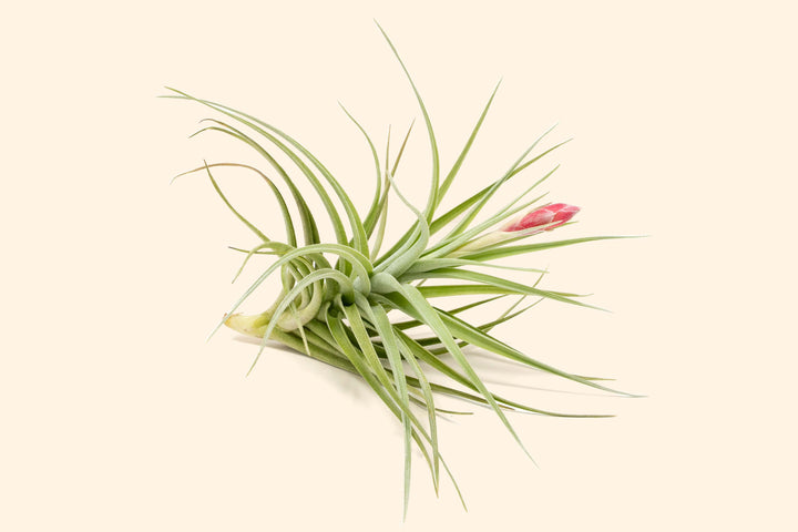 Tillandsia Leonimiana Air Plant Bloom