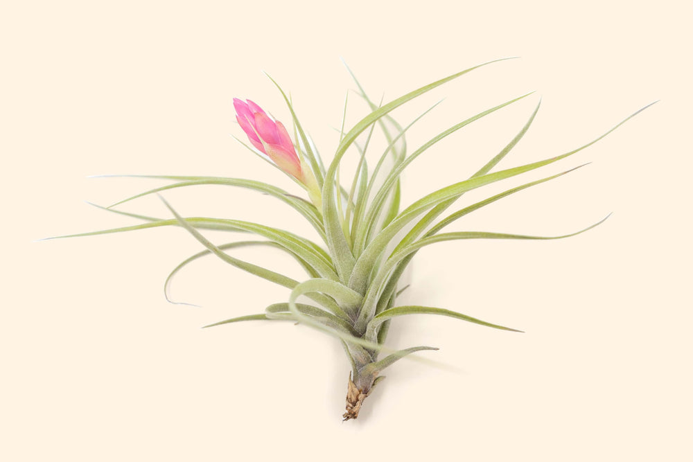 Blooming Tillandsia Stricta Air Plant