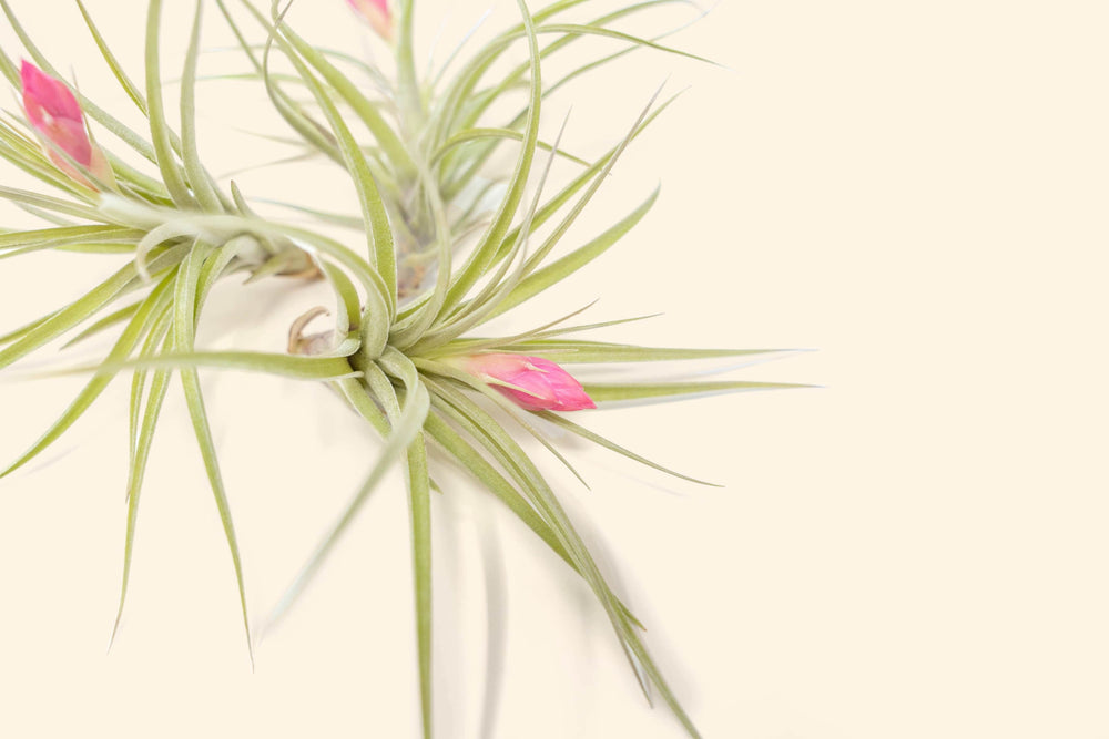 close up of tillandsia stricta air plant bloom