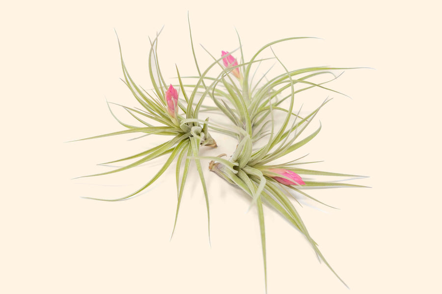 three blooming tillandsia stricta air plants